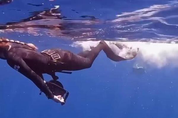 探秘鲨鱼的生存之道：为什么它们如此顽强？