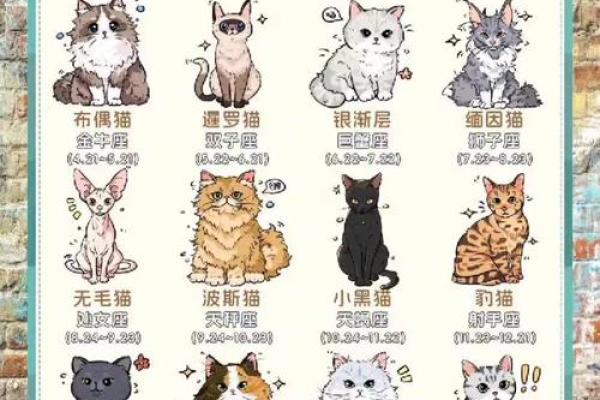 什么样命的人适合养猫，探索猫咪与命理的奥秘