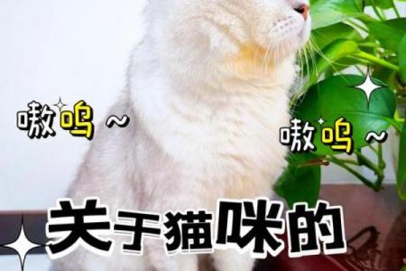 什么样命的人适合养猫，探索猫咪与命理的奥秘