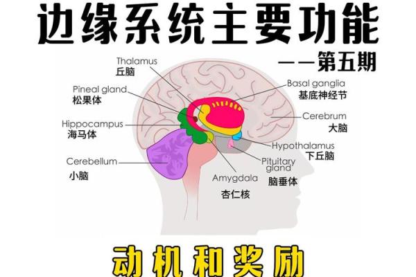 1961年出生人的命运及性格解析，探索人生的奥秘与智慧！