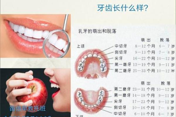 29颗牙齿的秘密：你的命运和健康息息相关！