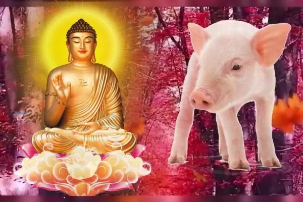 属猪人40岁命运解析：迎接人生的转折与机遇