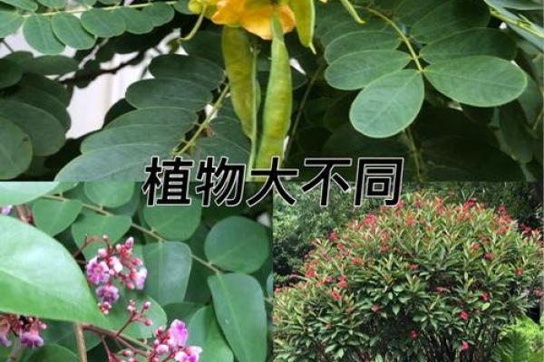 百花之命：探寻花卉与命运之美的奇妙联系