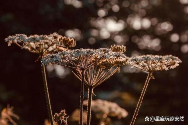 60岁属鸡的命运分析:揭开人生的神秘面纱 60岁属鸡的命运分析:揭开人生的神秘面纱