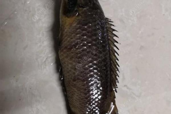 探秘鲫鱼长寿的秘密：生命延续的自然法则