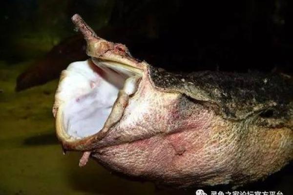 耳垂往后的人:揭秘命运与性格的神秘关联 耳垂往后的人:揭秘命运与性格的神秘关联