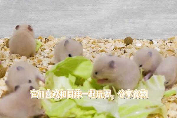 仓鼠的生存之道:如何选择合适的悬挂物品来守护生命? 仓鼠的生存之道:如何选择合适的悬挂物品来守护生命?