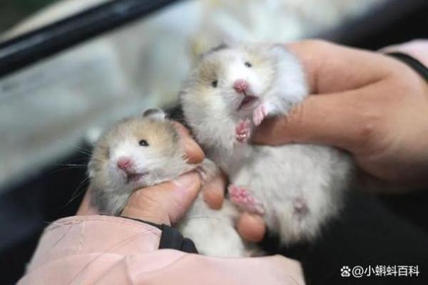 仓鼠的生存之道:如何选择合适的悬挂物品来守护生命? 仓鼠的生存之道:如何选择合适的悬挂物品来守护生命?