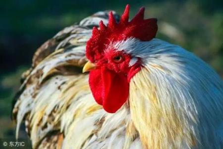 27岁属鸡，探索命运与风采的完美交叠