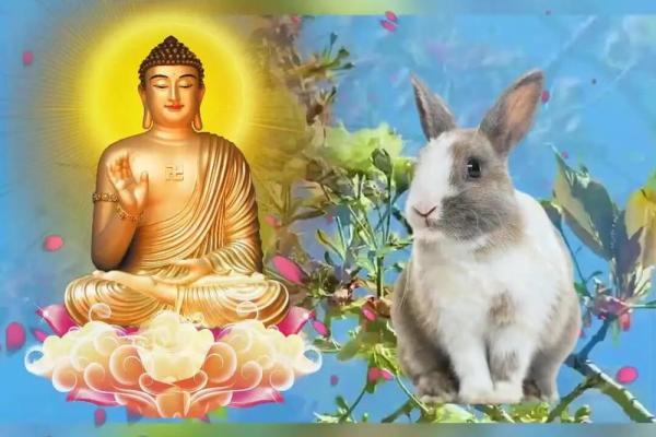 1987年属兔,命理解析与人生智慧 1987年属兔,命理解析与人生智慧