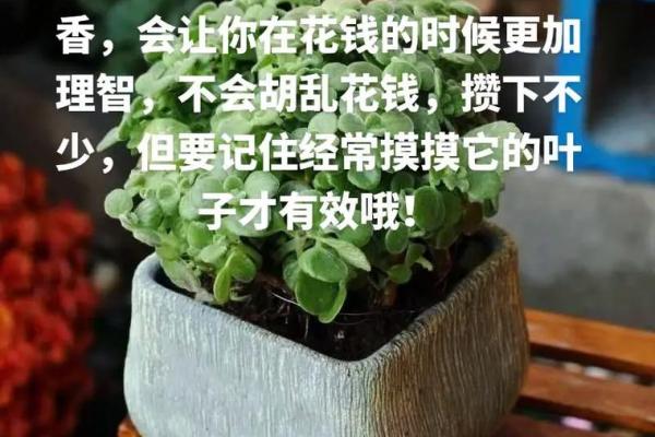 2019年属猪的命运解析:运势、性格与人生方向的全面分析 2019年属猪的命运解析:运势、性格与人生方向的全面分析