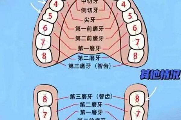 34牙数量及其在命理学中的深刻寓意解析