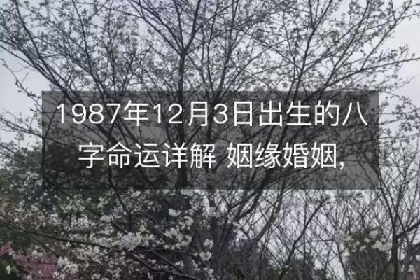 1987年1月出生的人命运分析与人生指南