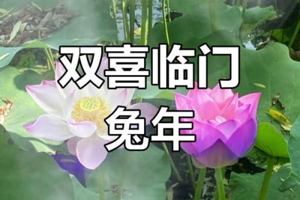 2023兔年水命解析：探索兔年的生命能量与智慧之道