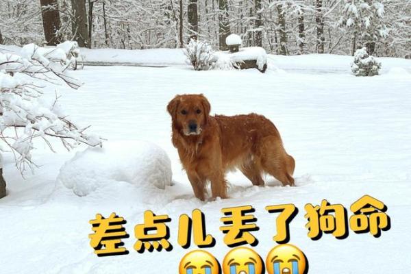 差点丢了命的歌名解析与背后的故事