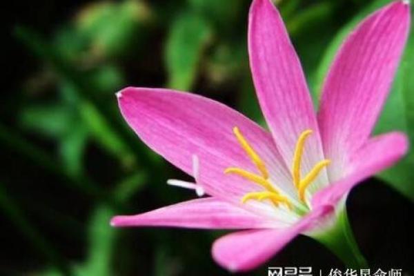 56岁女性的命运与生肖揭秘：如何面对人生新篇章