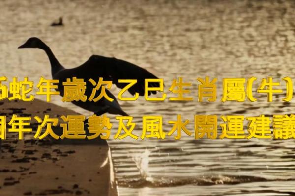 2021牛年命运揭晓,揭开属牛人的幸福和挑战面纱! 2021牛年命运揭晓,揭开属牛人的幸福和挑战面纱!