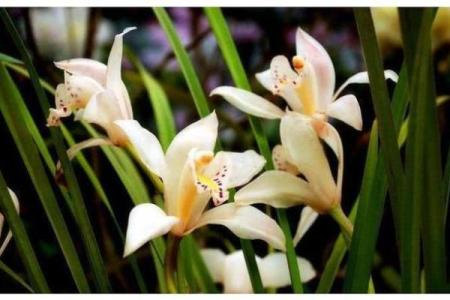 2021年命运解析：揭示属牛人的运程与转机