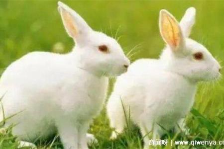 2023年兔子水命的命运解析与生活建议提供