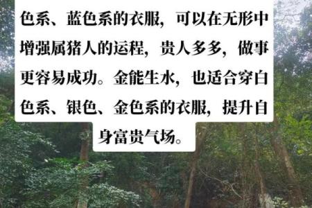 1972年属猪的水命解析：探索个性与命运的奥秘