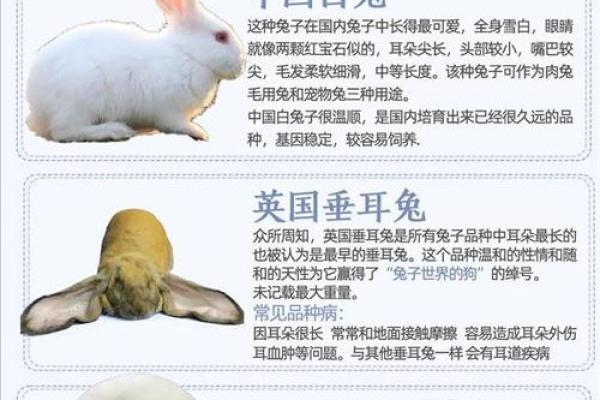 1975年兔子年：兔子命的特征与人生启示
