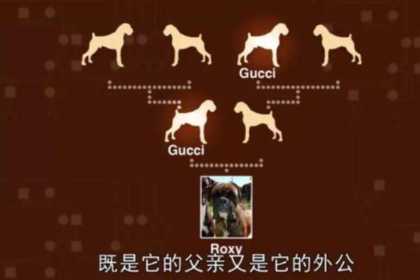 揭秘弃儿命格：如何解读命运的孤独与重生