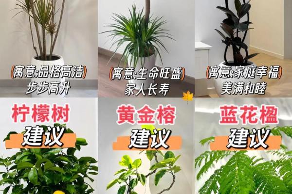 金命缺水的植物选择：如何通过绿植提升生活品质