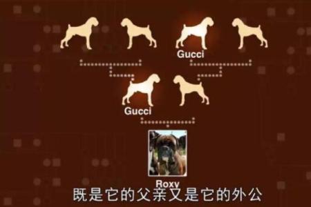 揭秘弃儿命格：如何解读命运的孤独与重生