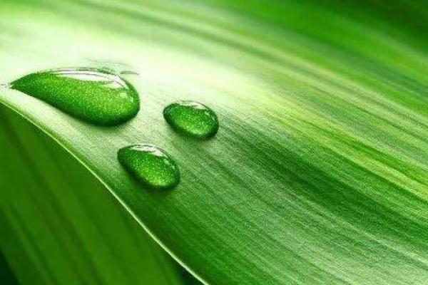 金命与水命：如何选择适合的植物以提升运势？