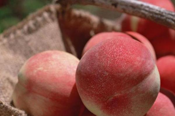 大林木命的特性与生活注意事项，助你顺利生活每一天！