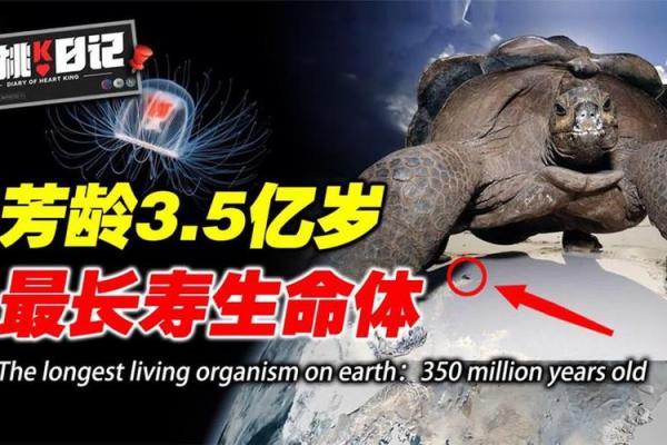 探秘长寿动物的秘密:生命的奥秘与自然的奇迹 探秘长寿动物的秘密:生命的奥秘与自然的奇迹