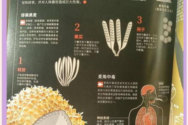 探秘长寿动物的秘密:生命的奥秘与自然的奇迹 探秘长寿动物的秘密:生命的奥秘与自然的奇迹