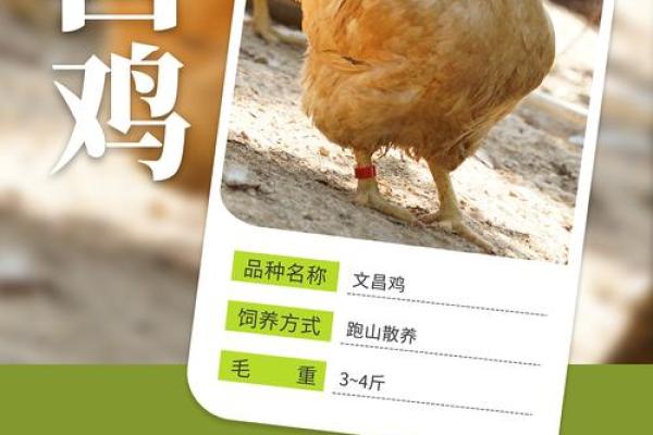2817年鸡年命运解析：鸡的强大与智慧之旅
