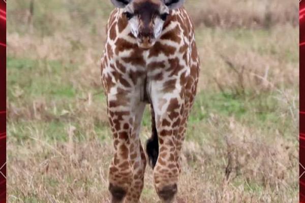 高头小脚动物的奇妙世界:自然界中的独特生物 高头小脚动物的奇妙世界:自然界中的独特生物