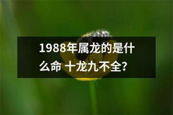 1988年属龙人的命运解析:哪些元素与之最相融? 1988年属龙人的命运解析:哪些元素与之最相融?