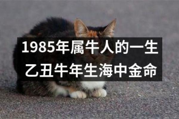 1985年出生的人命运分析：你属于哪一种命运趋势？