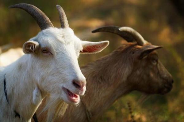 1967年：火属羊年，岁月的温暖与成长之旅