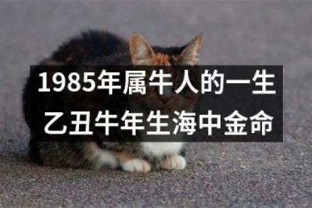 1985年出生的人命运分析：你属于哪一种命运趋势？