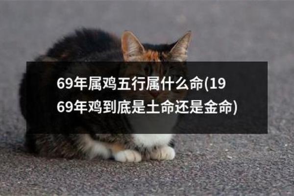 探索64岁生肖：是什么命运的象征与人生的启示