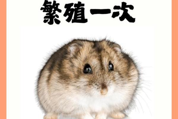 不同品种苍鼠的寿命揭秘:哪个品种活得更久? 不同品种苍鼠的寿命揭秘:哪个品种活得更久?