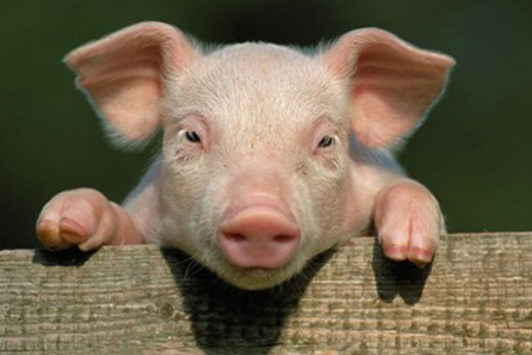 2023年23岁属猪的命运：探索命理与生活的奇妙联系