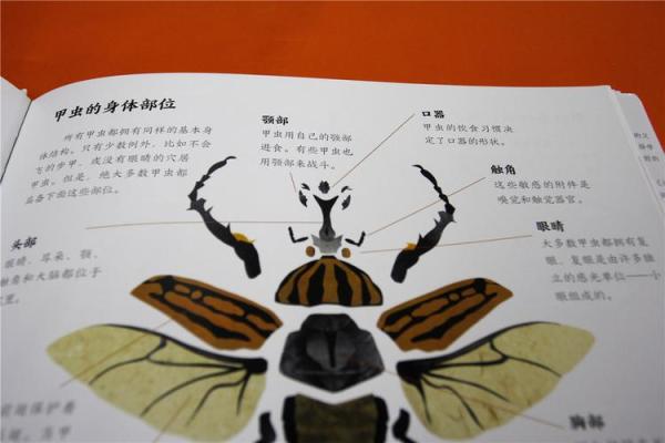 不同出生月的甲虫命运解析,你是哪个月的甲虫? 不同出生月的甲虫命运解析,你是哪个月的甲虫?