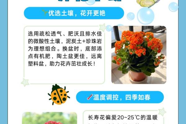 根据命理分析，哪些人不宜养花？探秘植物与运势的深厚联系