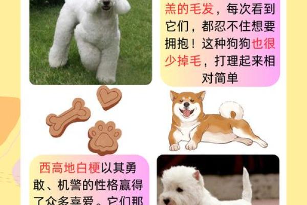 揭秘2006年狗年出生者的命运与性格特点