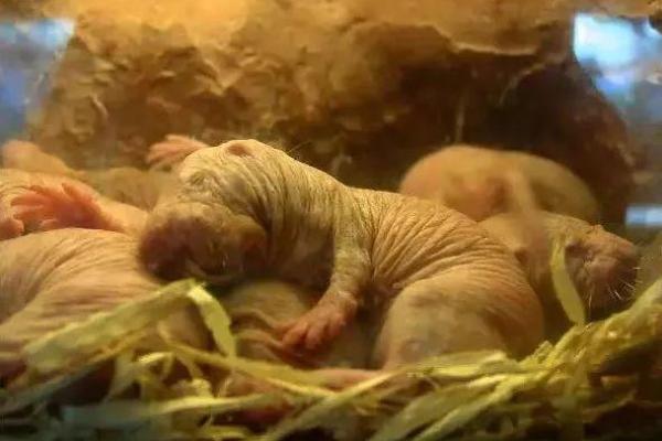 为什么动物命比人硬?从自然法则探讨生命的脆弱与坚韧 为什么动物命比人硬?从自然法则探讨生命的脆弱与坚韧