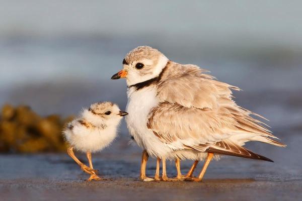 为什么动物命比人硬?从自然法则探讨生命的脆弱与坚韧 为什么动物命比人硬?从自然法则探讨生命的脆弱与坚韧