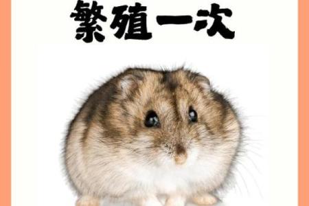 不同品种苍鼠的寿命揭秘：哪个品种活得更久？