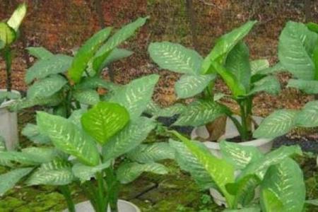 根据命理分析，哪些人不宜养花？探秘植物与运势的深厚联系