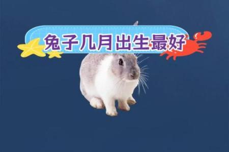 1999年兔年出生的命运分析及人生智慧