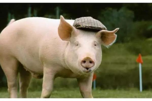 1998正月十九出生的命运与性格解析